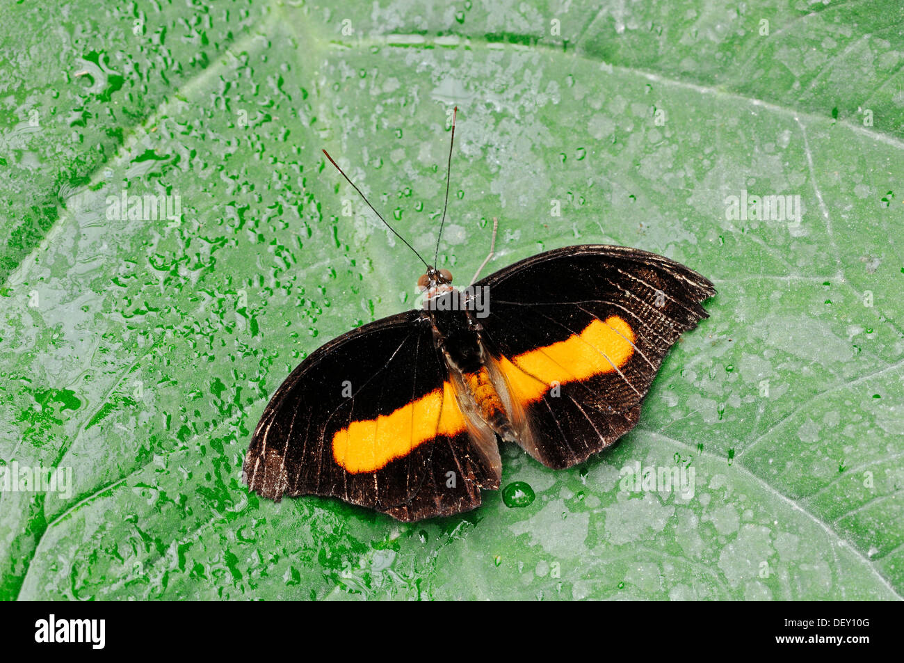 Orange-banded Shoemaker Butterfly (Catonephele orites), male, native to South America, in captivity Stock Photo