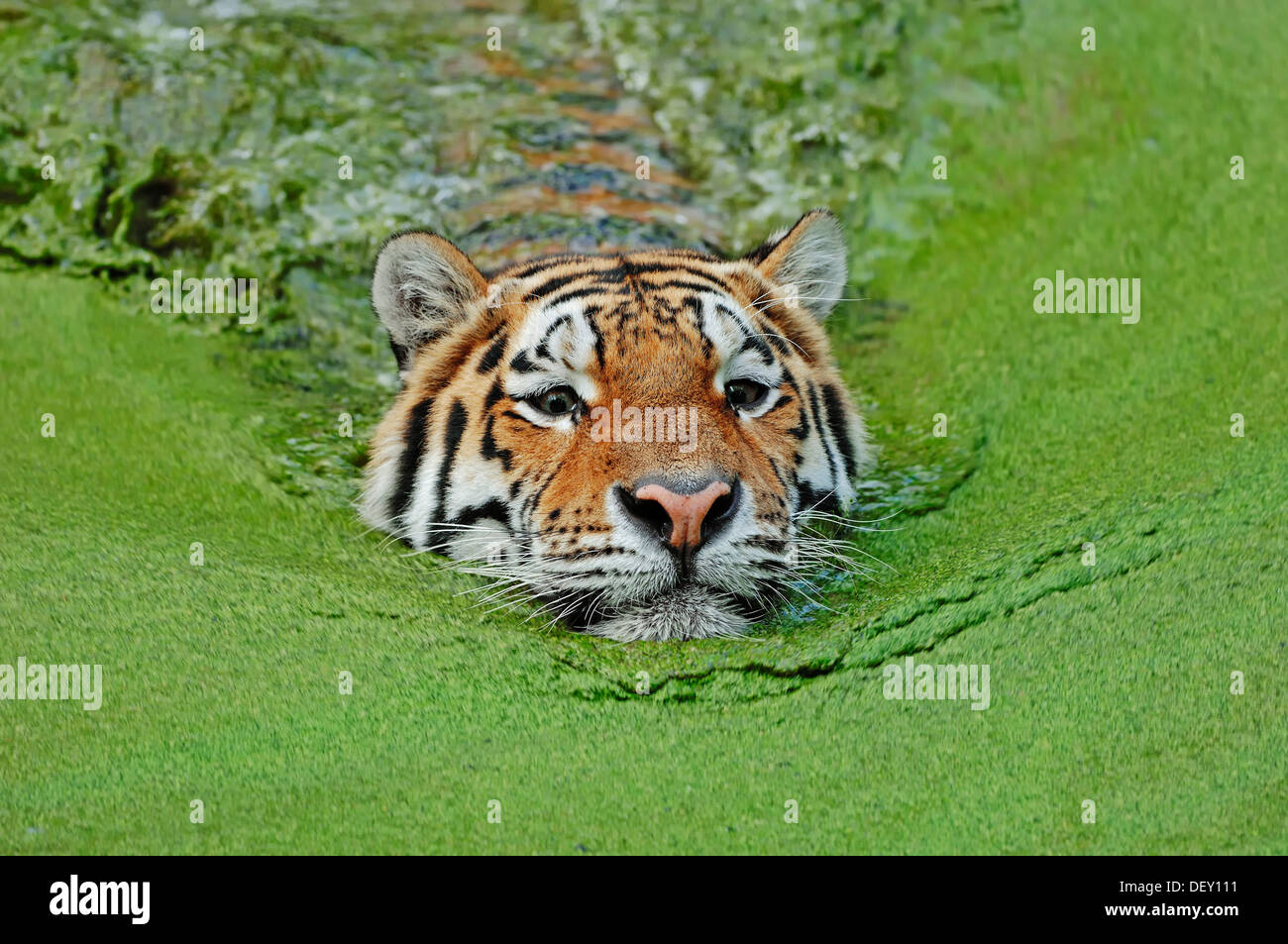 Siberian Tiger or Amur Tiger (Panthera tigris altaica) in water, native to Asia, in captivity Stock Photo