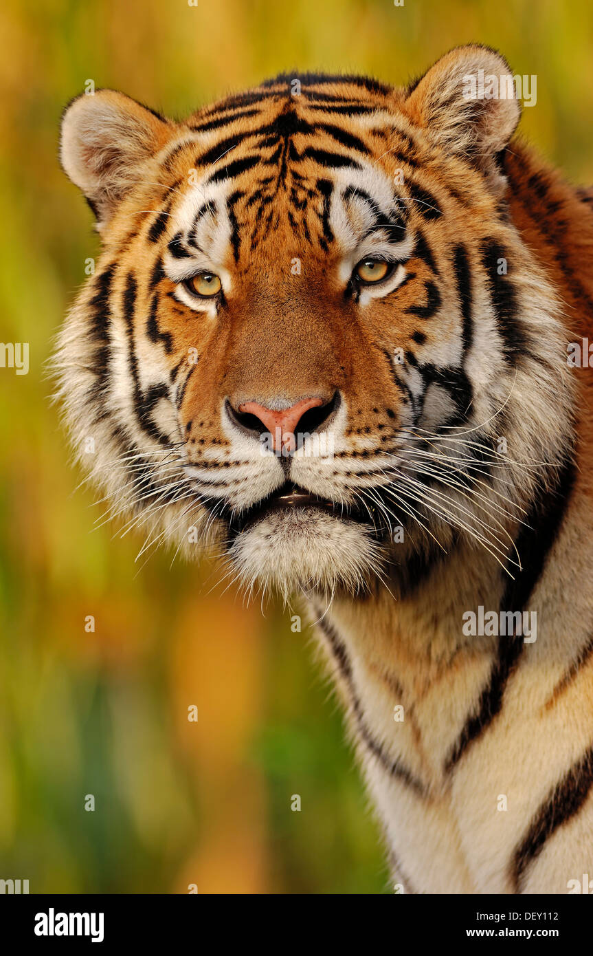 Siberian Tiger or Amur Tiger (Panthera tigris altaica), portrait, native to Asia, in captivity Stock Photo