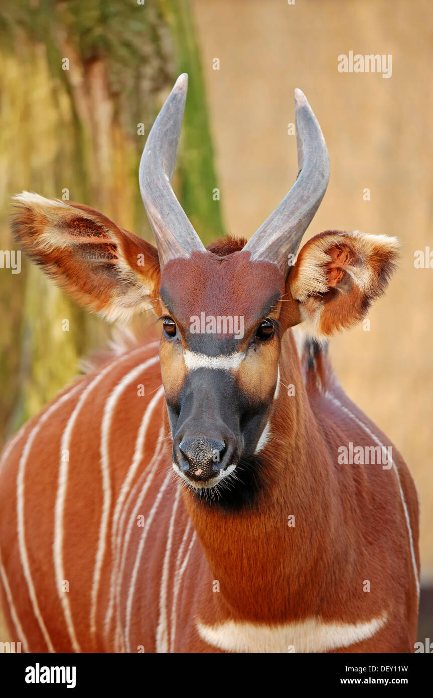 Bongo or Bongo Antelope (Tragelaphus eurycerus, Taurotragus euryceros, Tragelaphus euryceros), native to Africa, in captivity Stock Photo