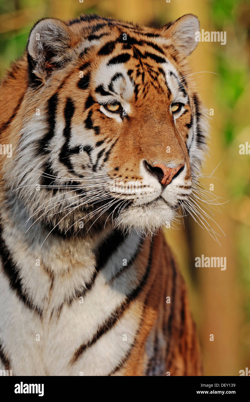 Siberian Tiger or Amur Tiger (Panthera tigris altaica), portrait, native to Asia, in captivity, Netherlands, Europe Stock Photo