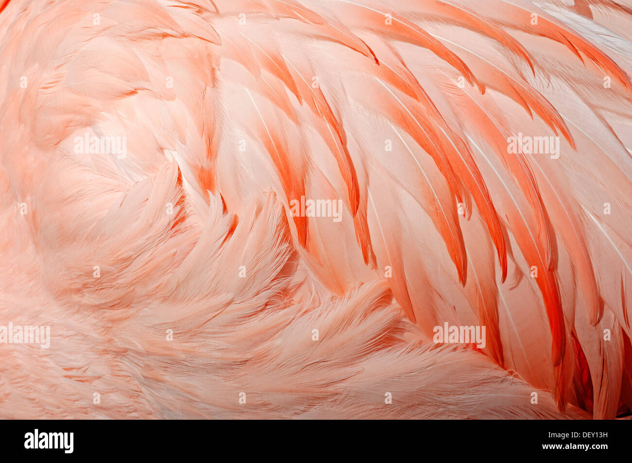 Chilean Flamingo (Phoenicopterus chilensis), plumage detail, native to South America, in captivity Stock Photo