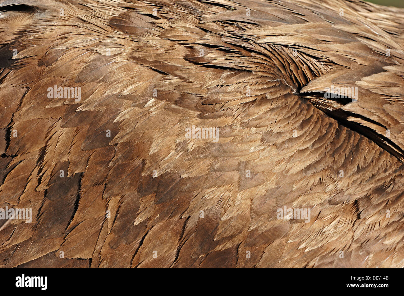 Cinereous Vulture, Monk Vulture or Eurasian Black Vulture (Aegypius monachus), plumage detail, feathers, native to Southern Stock Photo