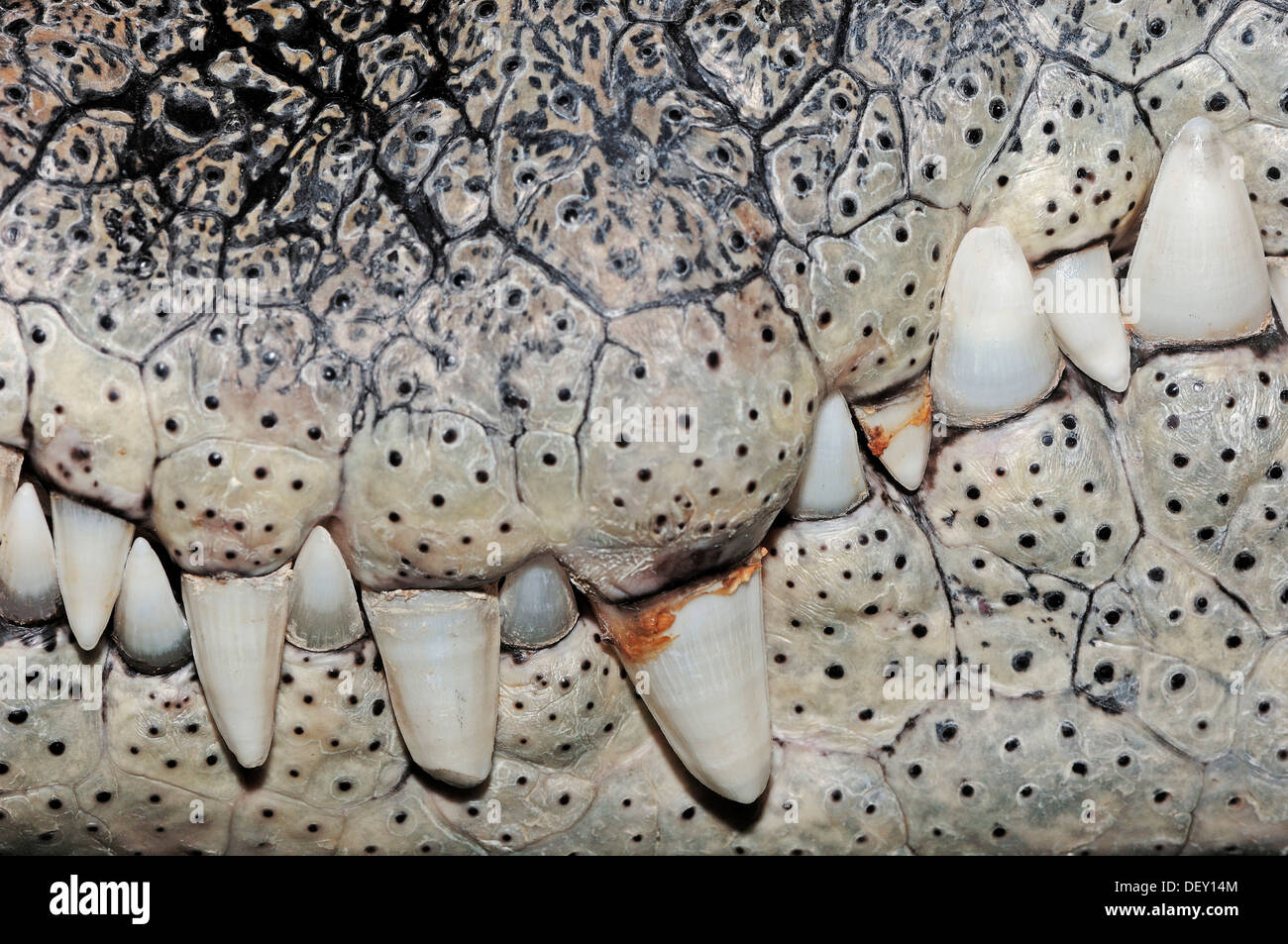 Nile Crocodile Crocodylus Niloticus Teeth Native To Africa In nile-crocodile-crocodylus-niloticus-teeth-native-to-africa-in