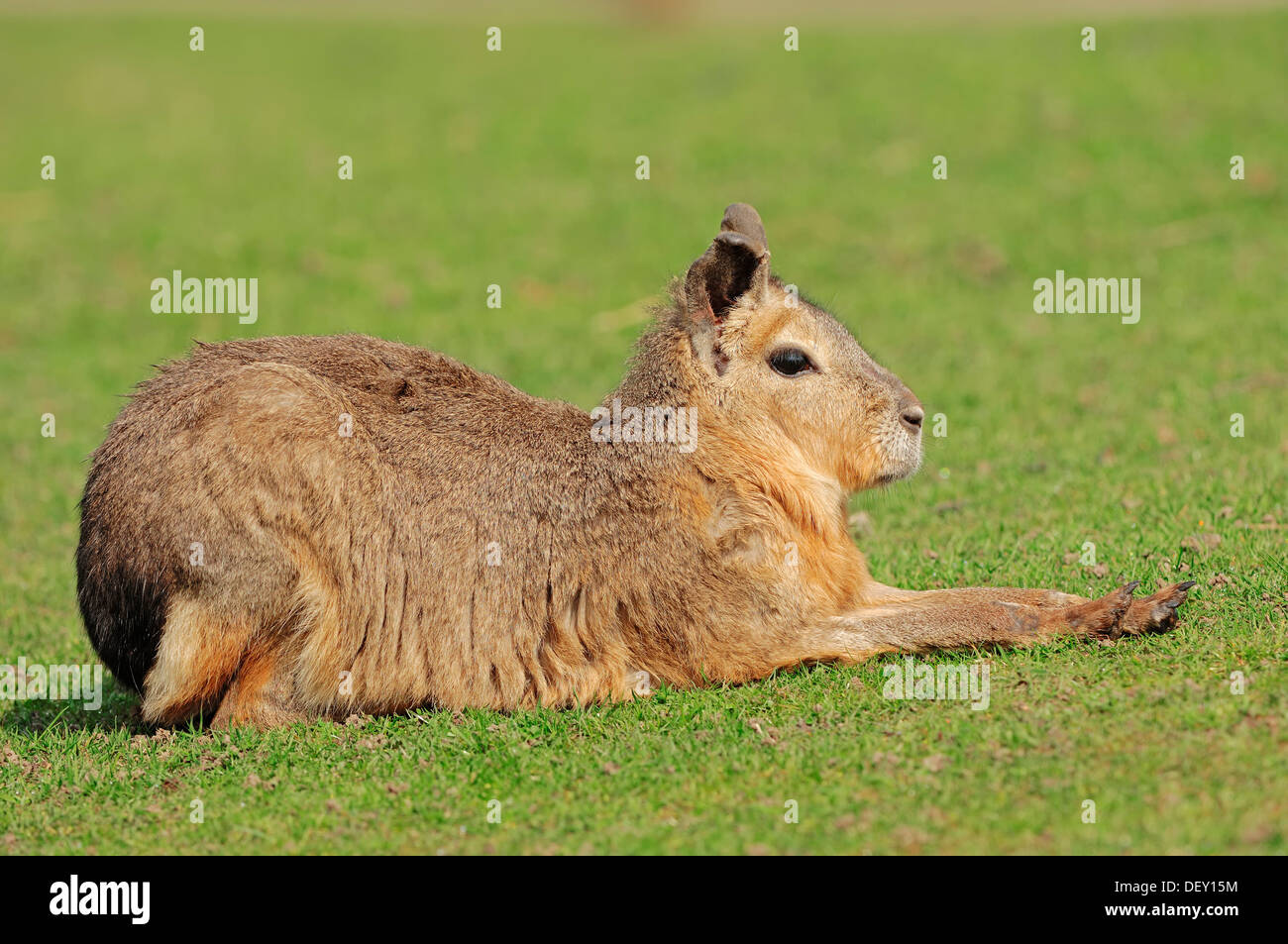 Patagonian Mara or Patagonian Cavy (Dolichotis patagonum), native to Argentina, South America, in captivity Stock Photo