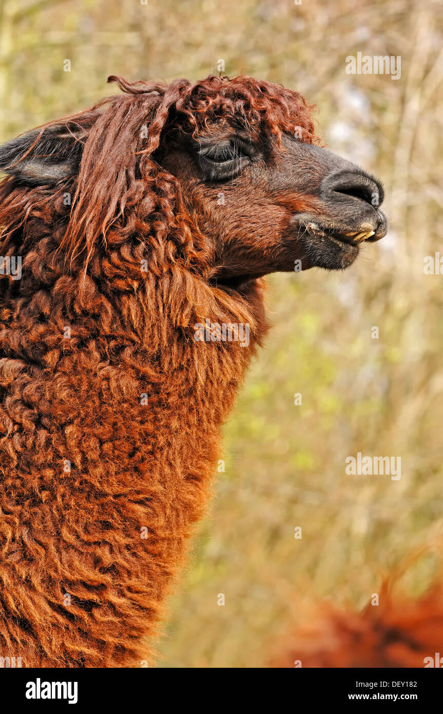 Alpaca (Lama pacos, Vicugna pacos), native to South America, in captivity, the Netherlands Stock Photo