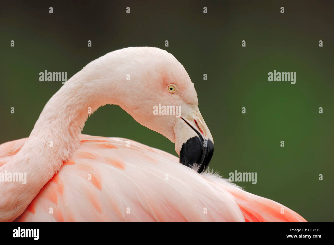 Chilean Flamingo (Phoenicopterus chilensis), preening itself, native to South America, in captivity Stock Photo