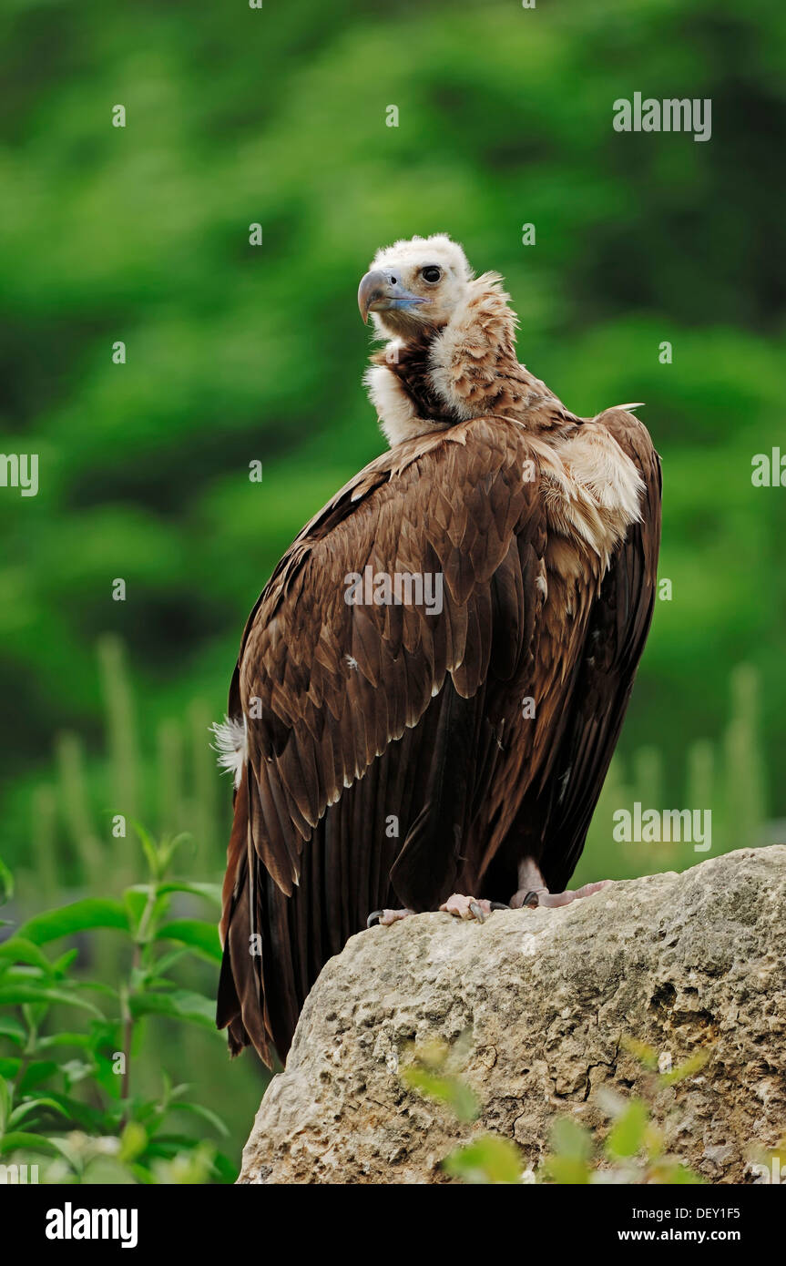 Cinereous Vulture, Monk Vulture or Eurasian Black Vulture (Aegypius