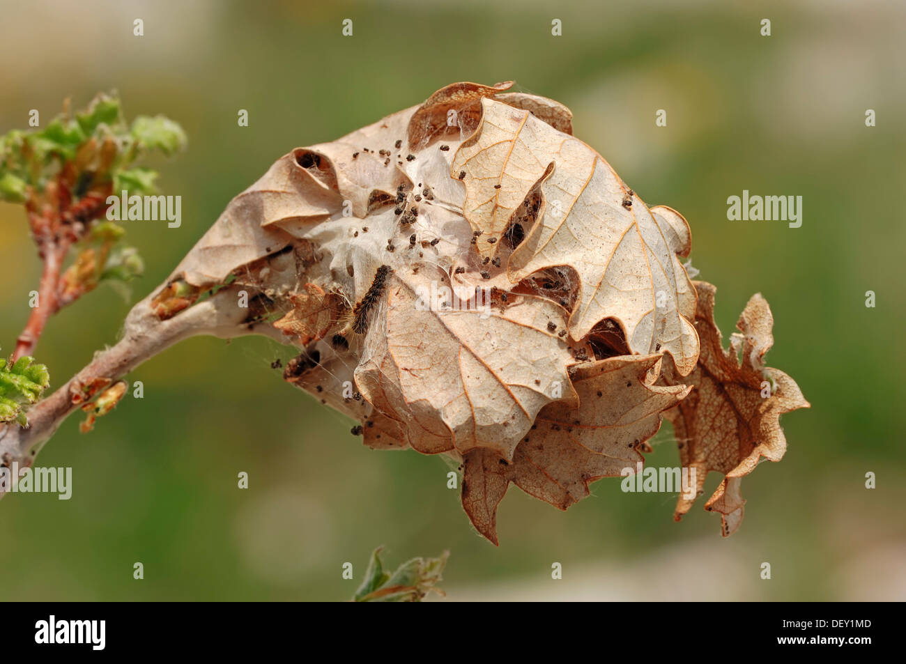 Brown Tail Moth (Euproctis chrysorrhoea), caterpillar web, Provence, Southern France, Europe Stock Photo