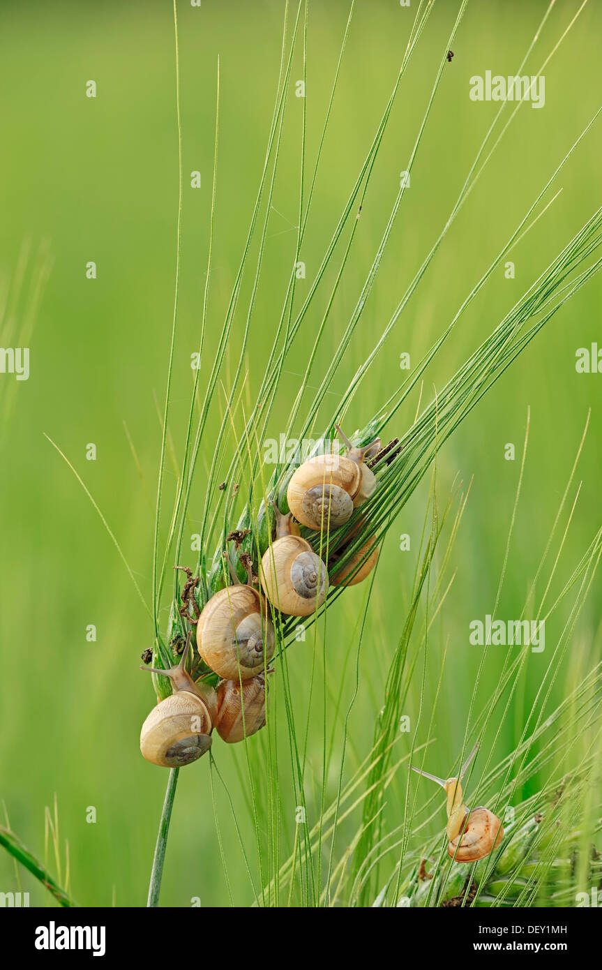Snail spikes hires stock photography and images Alamy