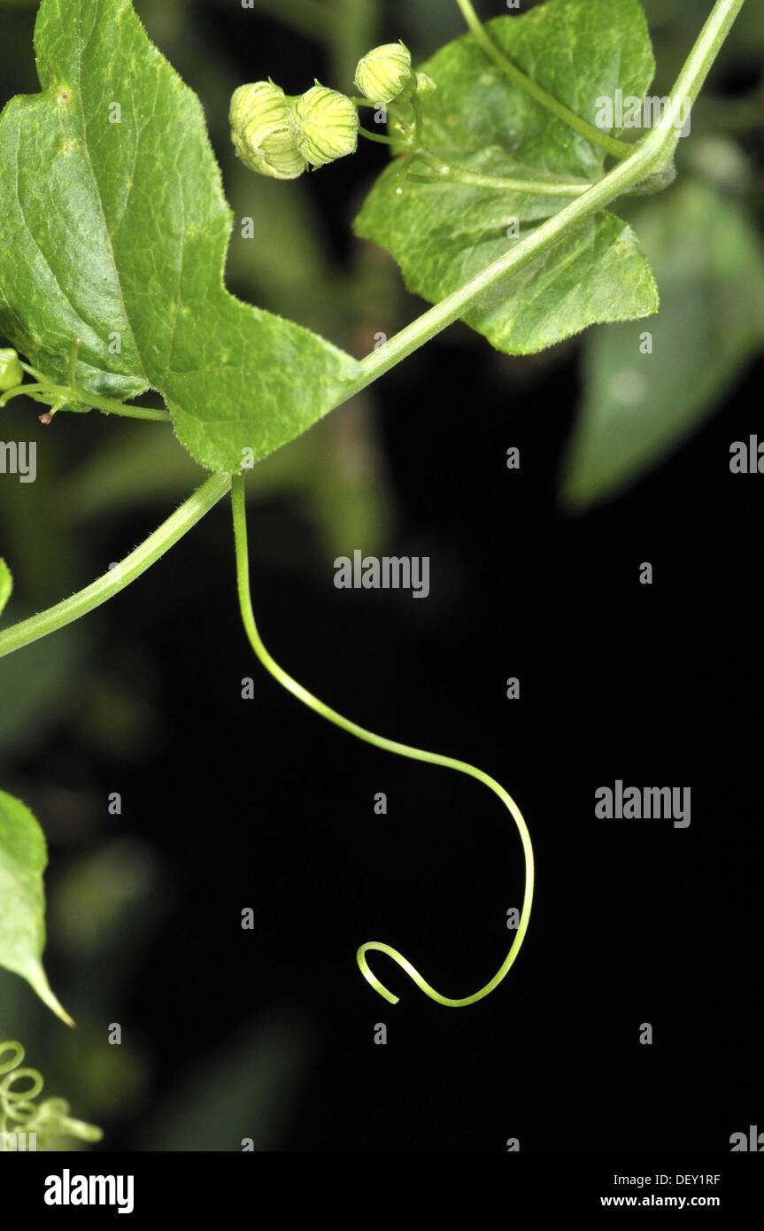 Plant climbing stem bryonia dioica hires stock photography and images