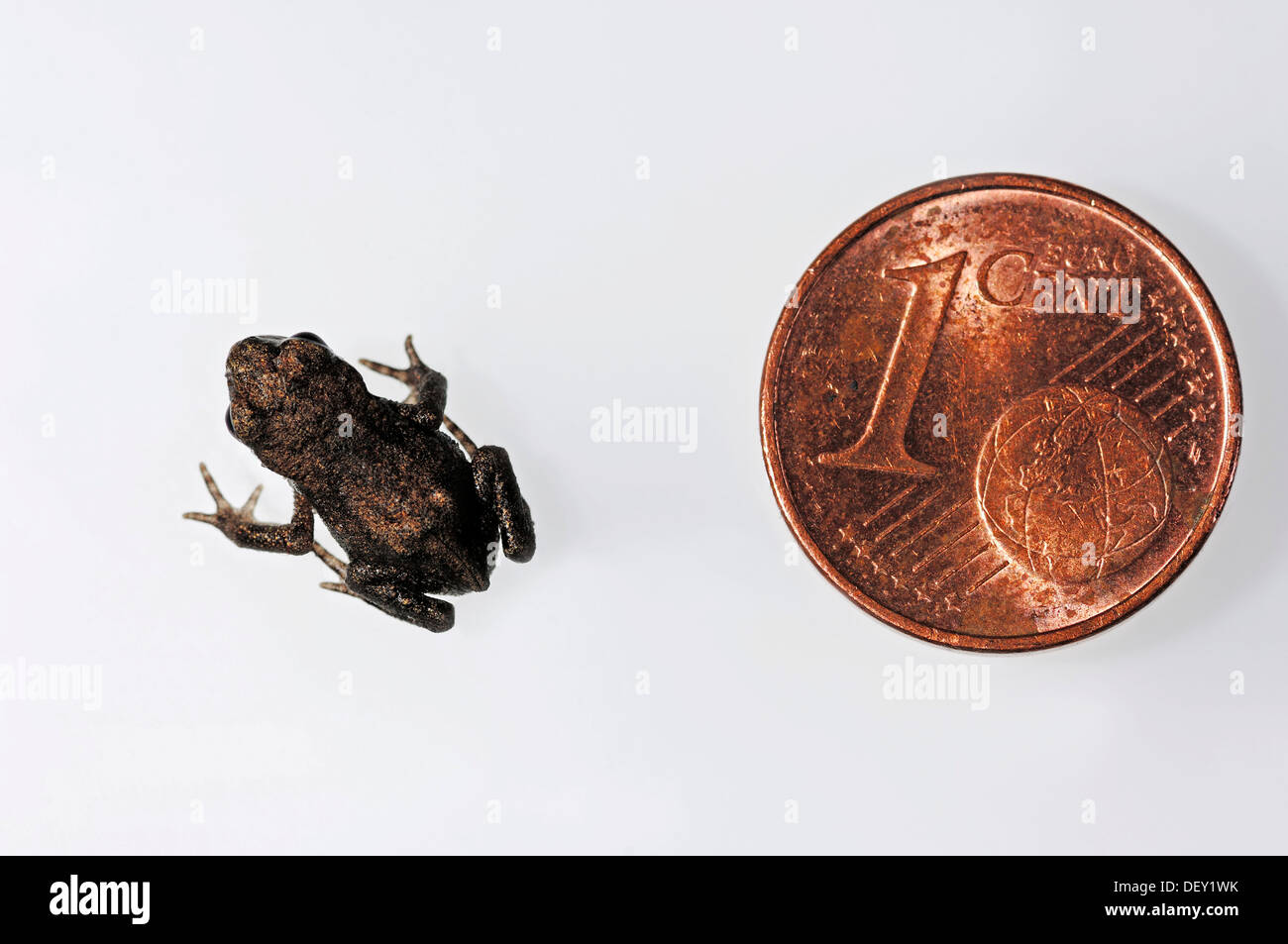 Common Toad or European Toad (Bufo bufo), juvenile beside a 1-cent coin for size comparison, North Rhine-Westphalia Stock Photo