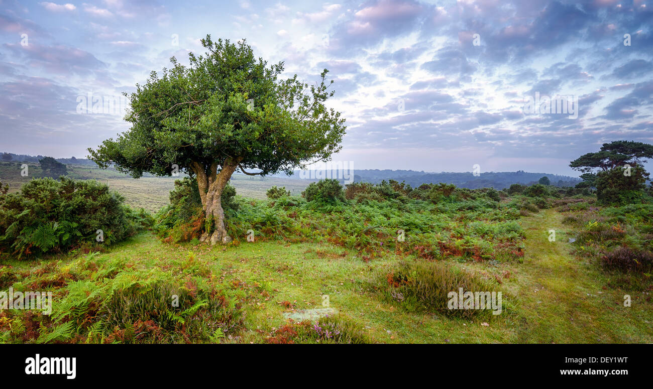 An ancient gnarled holly tree and a misty sunrise at Bratley View in the New Forest Stock Photo