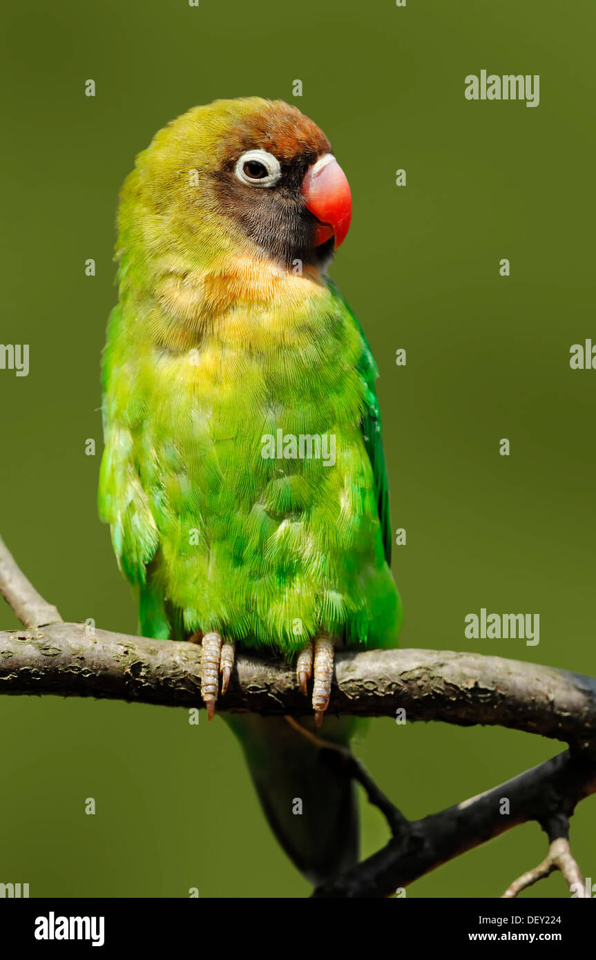 Black-cheeked Lovebird (Agapornis nigrigenis), native to Zambia, Africa, in captivity Stock Photo