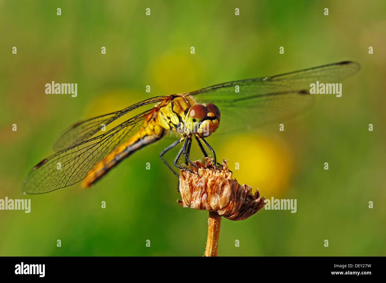Large Darter dragonfly (Sympetrum striolatum), female, North Rhine-Westphalia Stock Photo