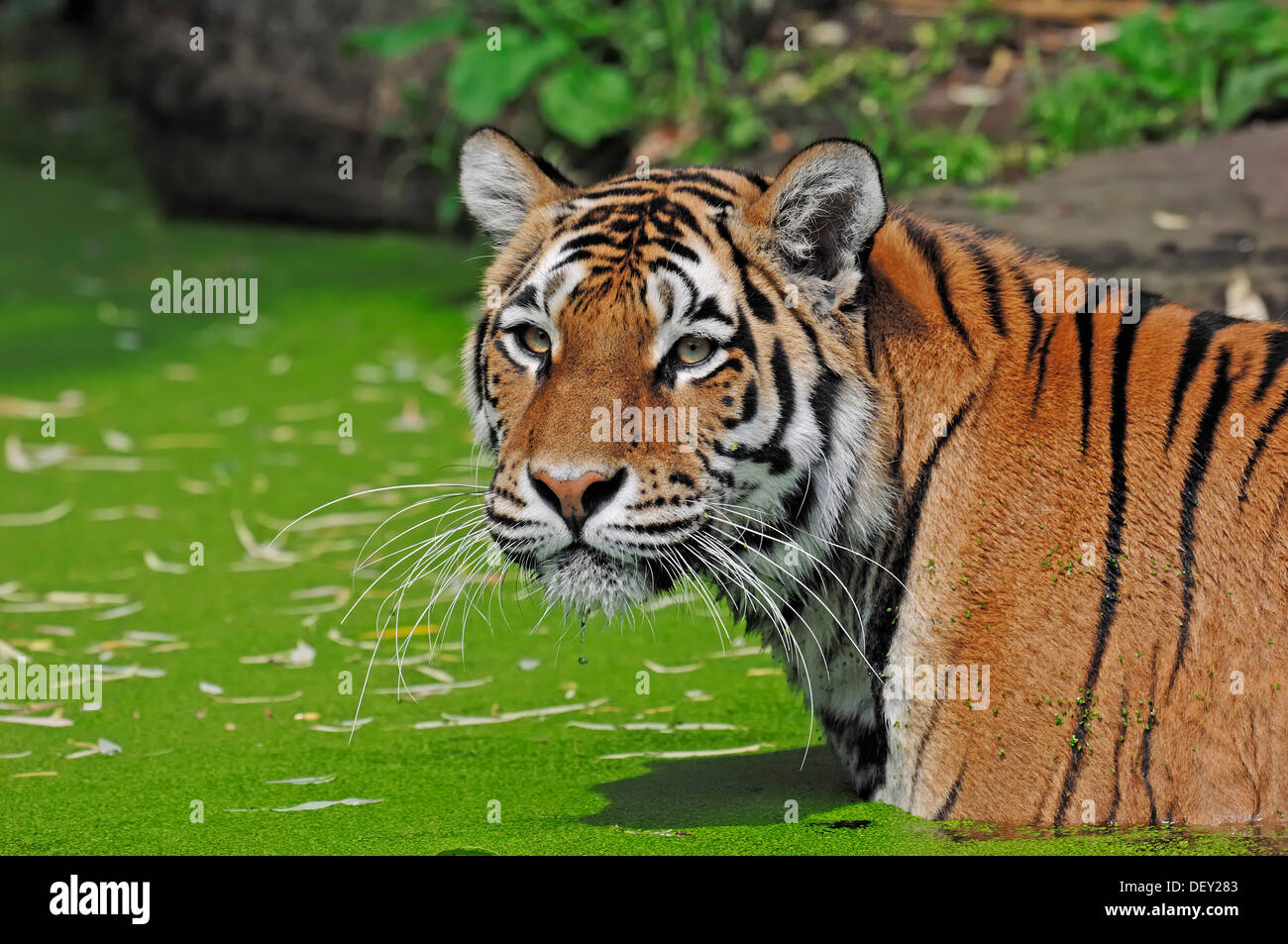 Siberian Tiger or Amur tiger (Panthera tigris altaica) in the water, native to Asia, in captivity, Netherlands, Europe Stock Photo