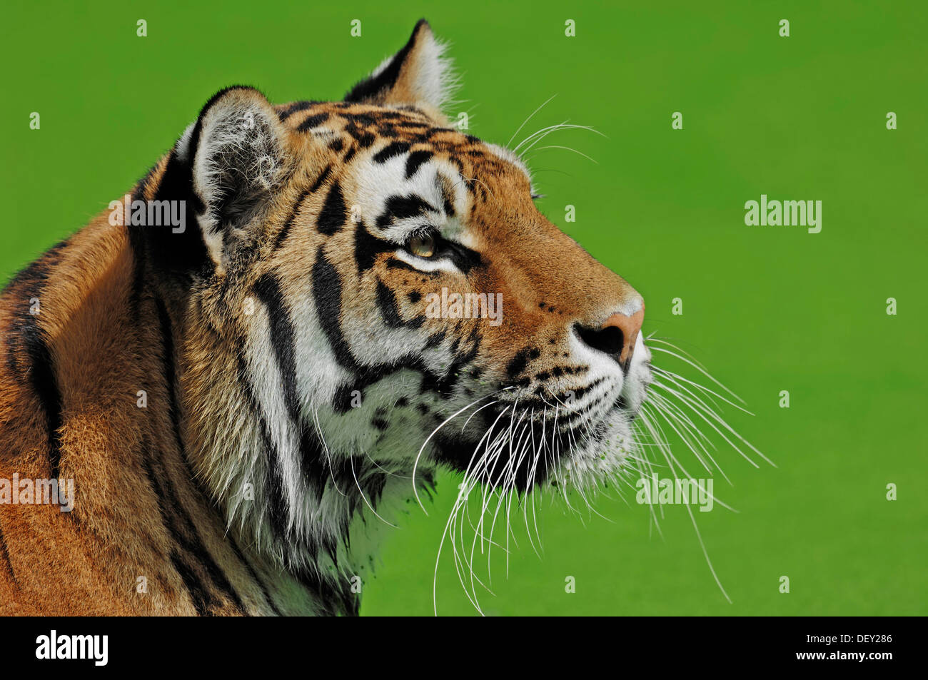 Siberian Tiger or Amur tiger (Panthera tigris altaica), native to Asia, in captivity, Netherlands, Europe Stock Photo