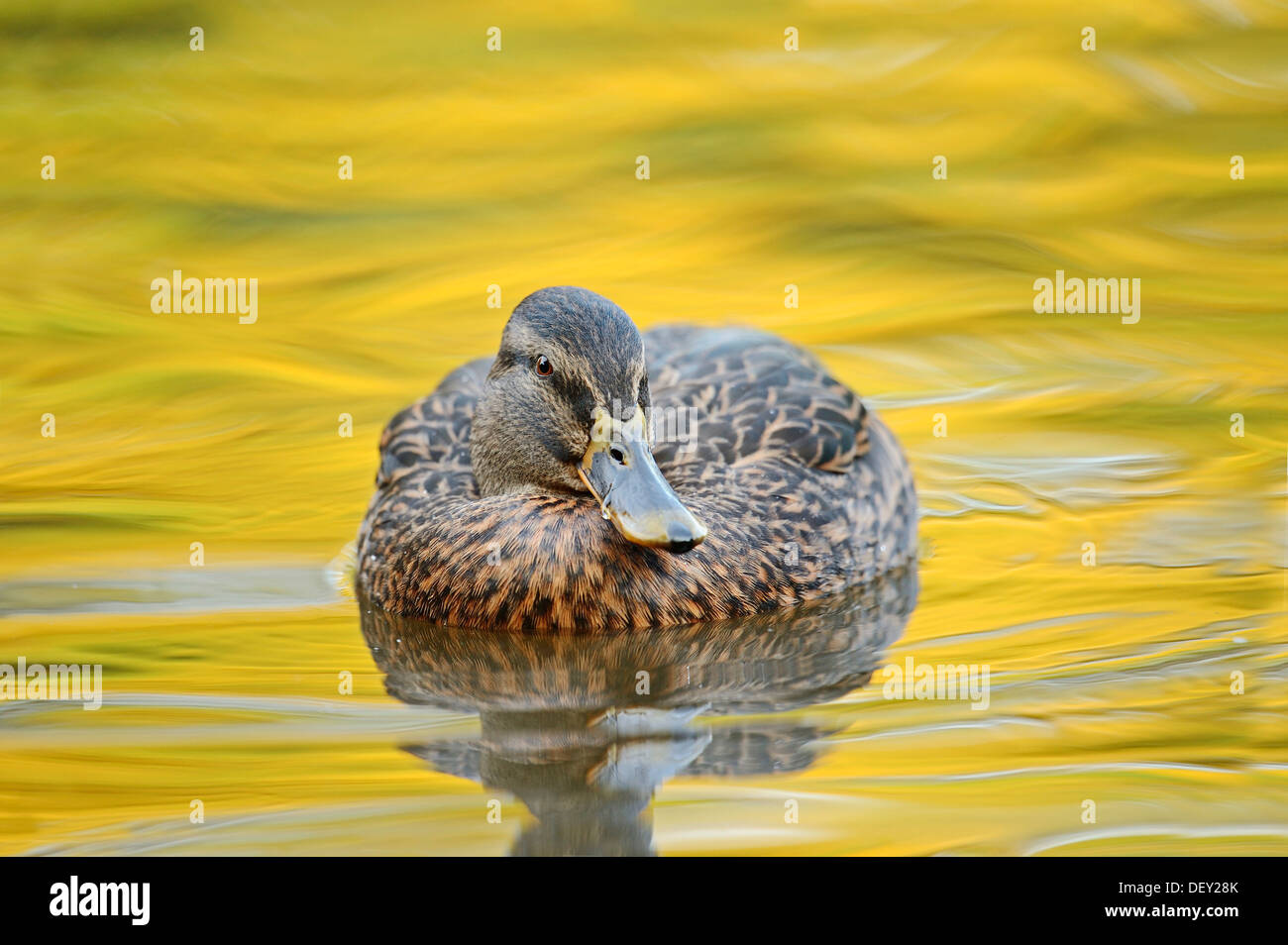 Mallard (Anas platyrhynchos), female, North Rhine-Westphalia Stock Photo