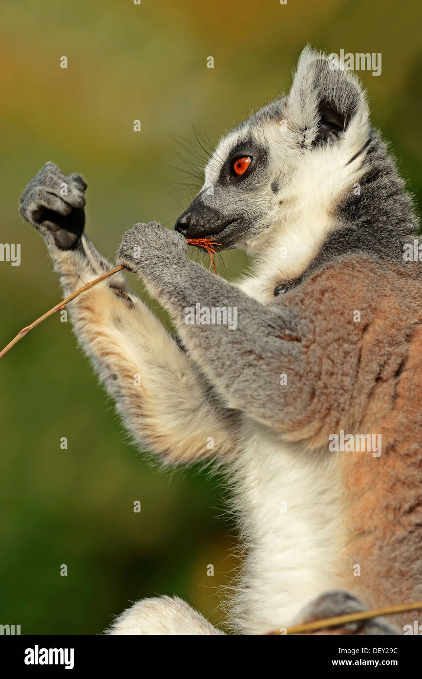 Ring-tailed Lemur (Lemur catta), native to Madagascar, in captivity, North Rhine-Westphalia Stock Photo