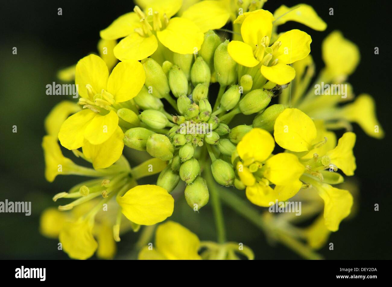 Sisymbrium sp., Fam. Brassicaceae or Cruciferae, also known as Mustard