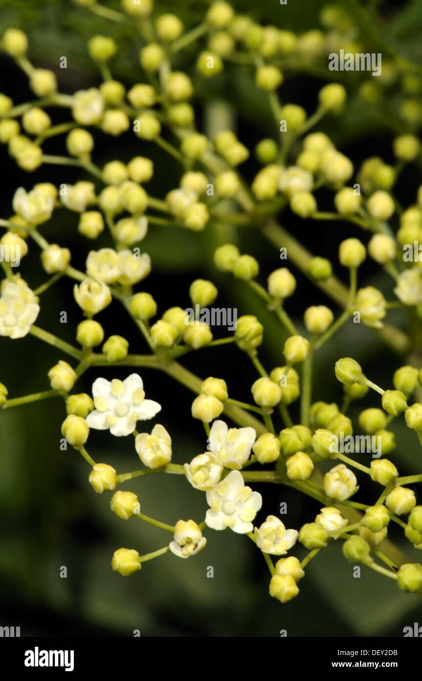 Flowers and flower buds. Sambucus nigra. Elder, Elderberry or Black