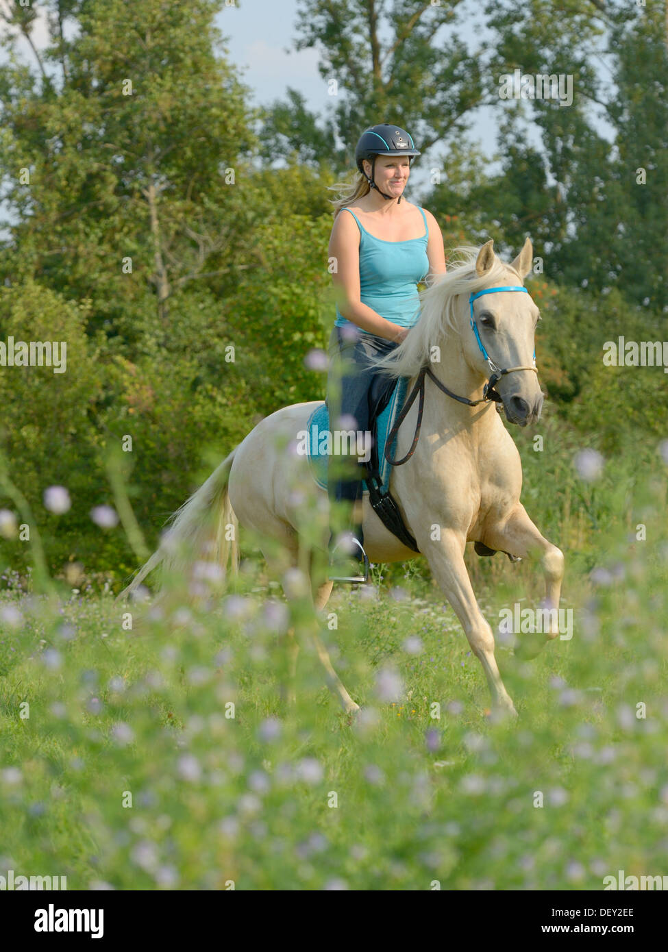 Rider on back of a Paso Fino horse galloping in a meadow Stock Photo