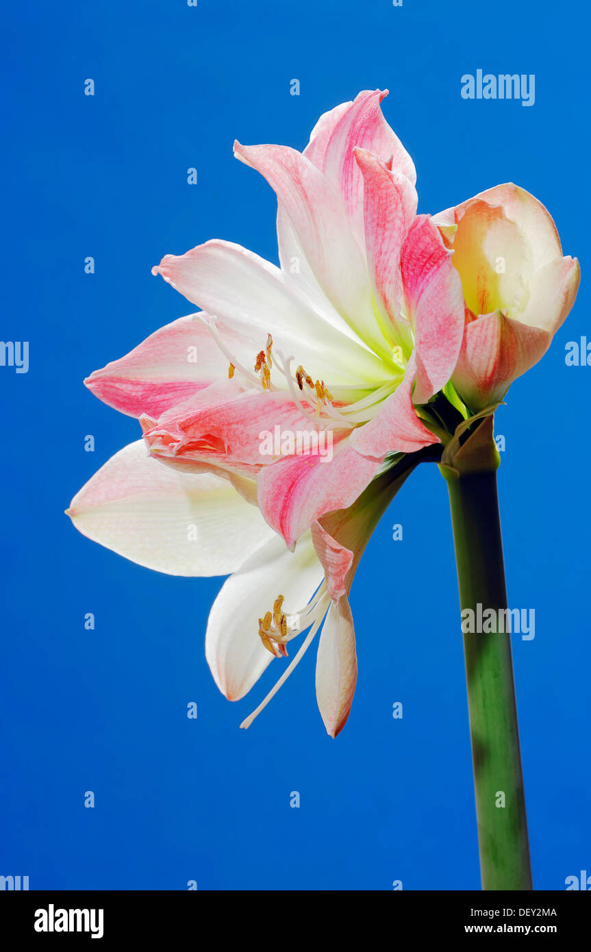Amaryllis Lily (Hippeastrum hybrid), ornamental plant Stock Photo
