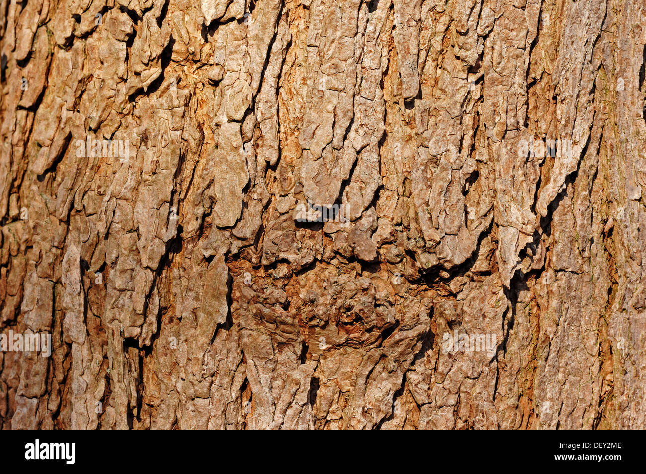 Southern Catalpa, Cigar Tree or Indian Bean Tree (Catalpa bignonioides, Catalpa syringifolia), detail of bark Stock Photo