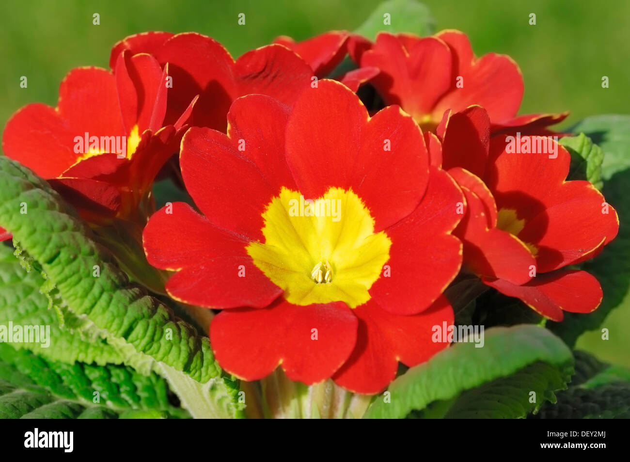 Primrose (Primula acaulis, Primula vulgaris) Stock Photo