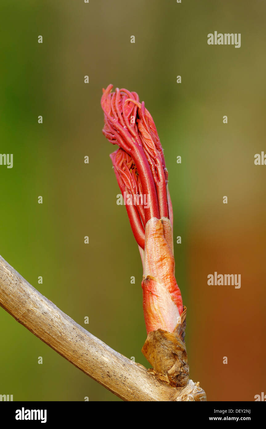 Sycamore Maple (Acer pseudoplatanus), leaf bud, North Rhine-Westphalia Stock Photo