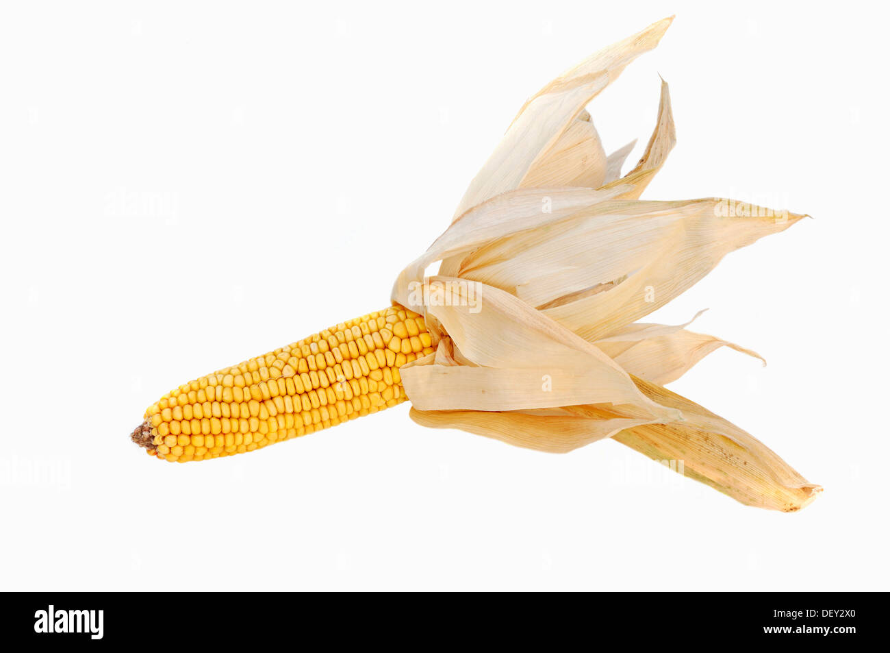 Maize (Zea mays), corn on the cob Stock Photo