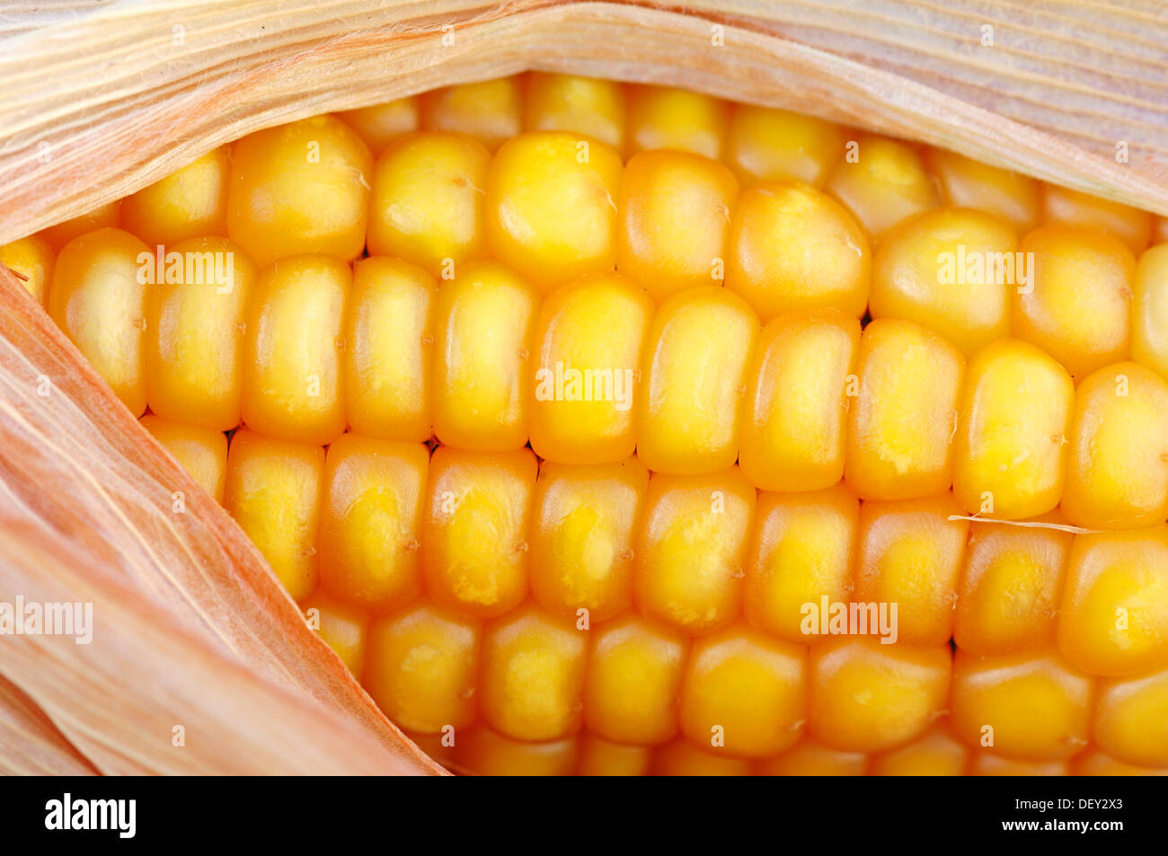 Maize (Zea mays), corn on the cob, corn kernels Stock Photo