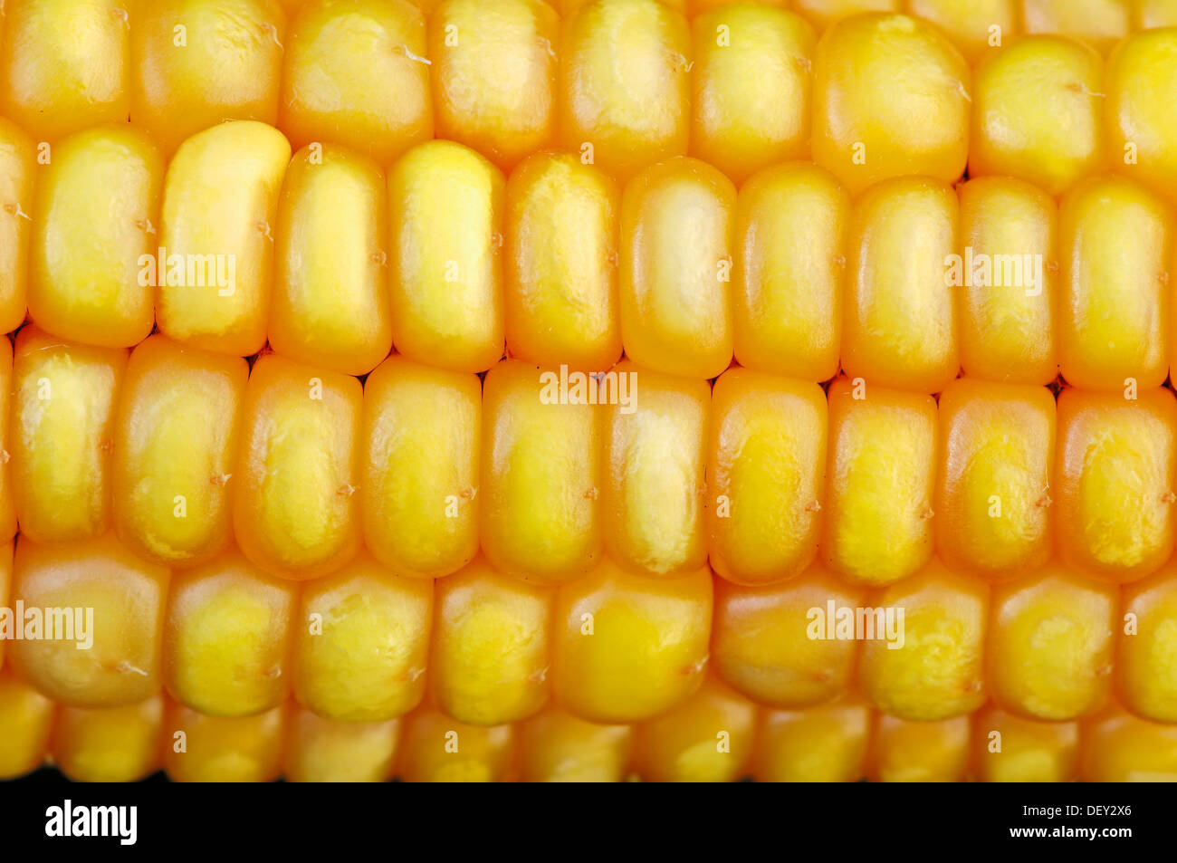 Maize (Zea mays), corn on the cob, corn kernels Stock Photo