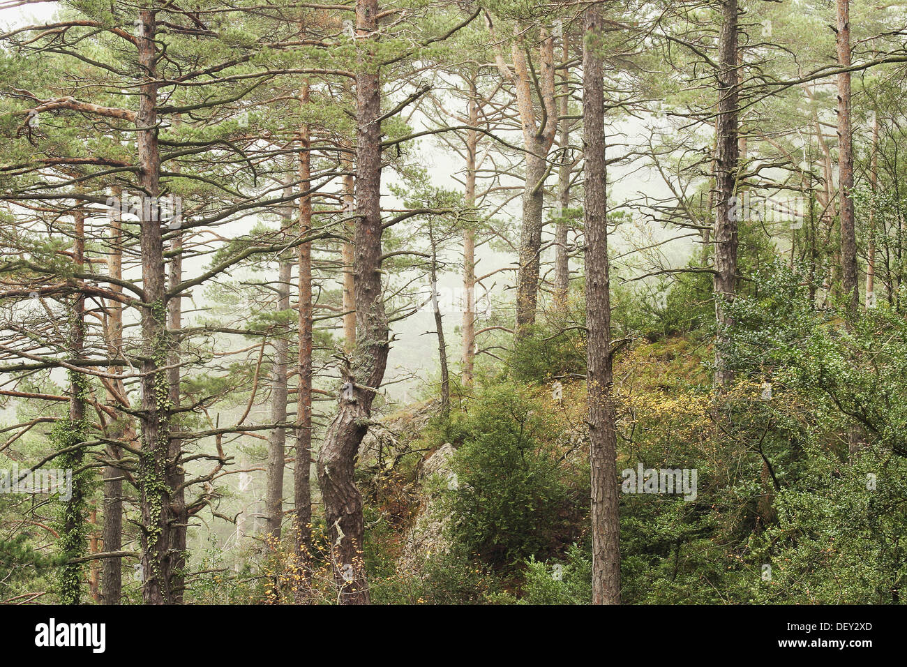 Cost Pine (Pinus sylvestris) forest Stock Photo Alamy