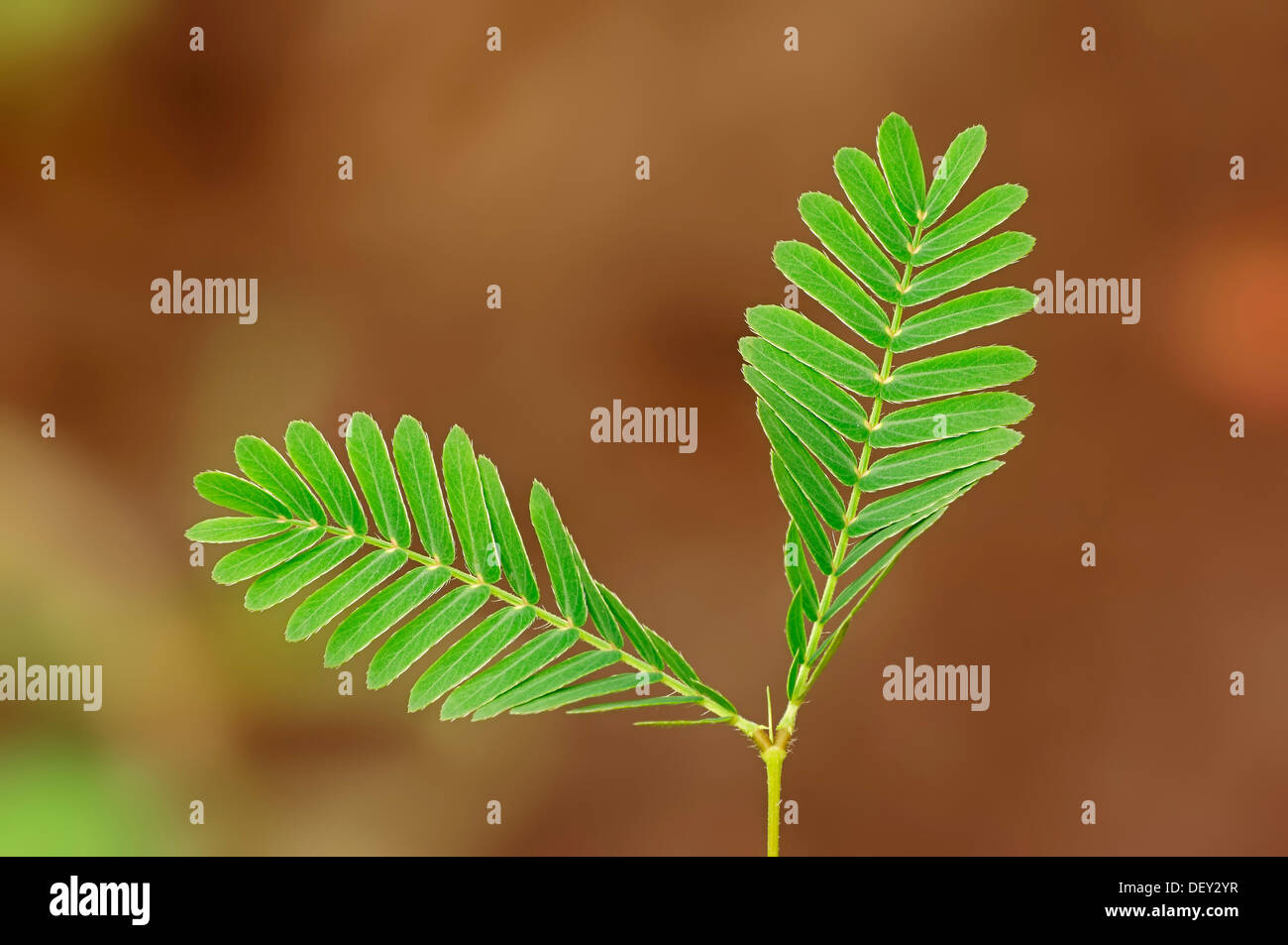 Shy plant Stock Vector Images - Alamy