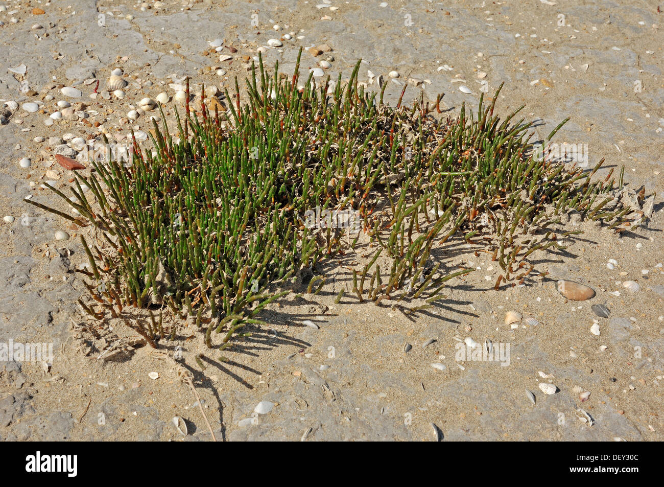 Glasswort (Salicornia europaea), Camargue, Provence, Southern France, France, Europe Stock Photo