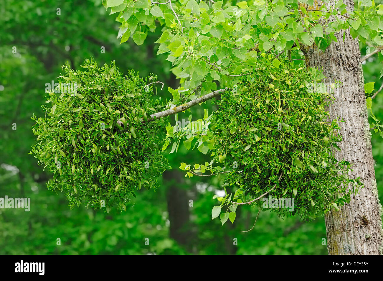Mistletoe (Viscum album), France, Europe Stock Photo