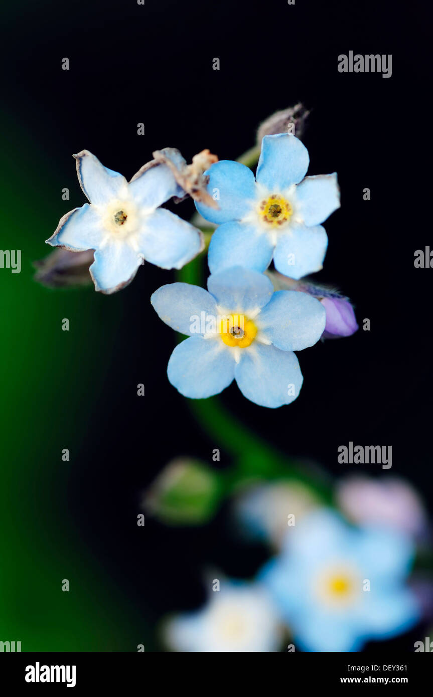 Water Forget-me-not (Myosotis scorpioides, Myosotis palustris), France, Europe Stock Photo