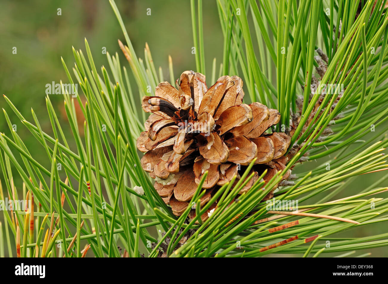 European Black Pine (Pinus nigra), pine cone on the tree, Provence, Southern France, France, Europe Stock Photo