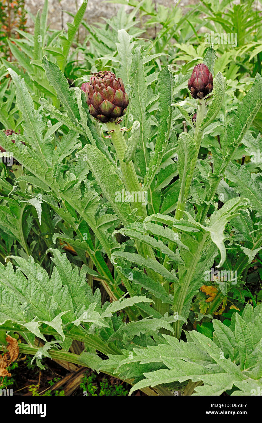 Artichoke (Cynara scolymus, Cynara cardunculus), Provence, Southern