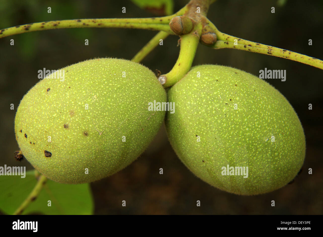 Nuts in walnut tree (Juglans regia Stock Photo Alamy