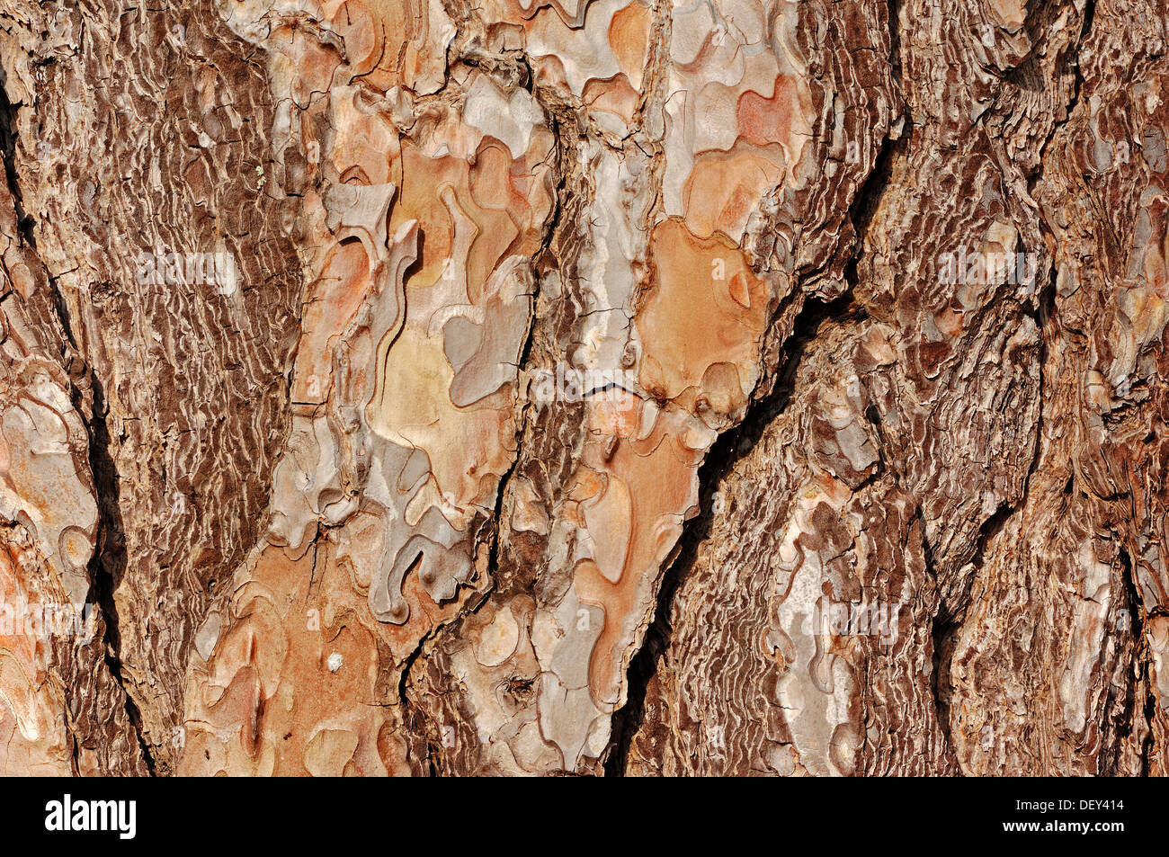 Aleppo Pine (Pinus halepensis), detail of bark, Provence, Southern France, France, Europe Stock Photo