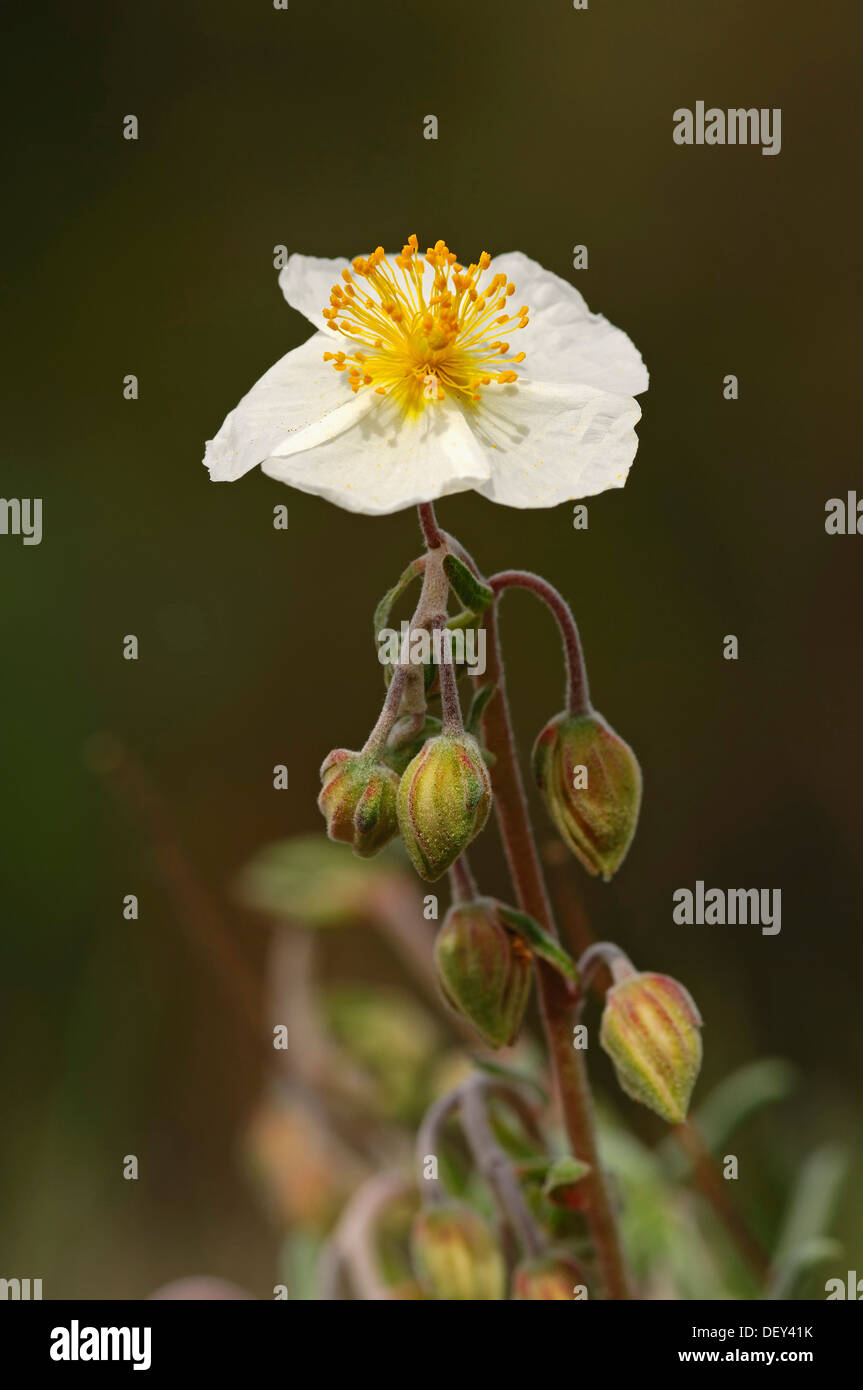 White Rock-rose (Helianthemum apenninum), Provence, Southern France, France, Europe Stock Photo