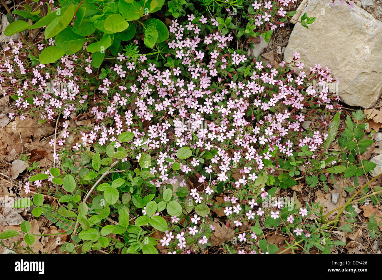 Rock Soapwort (Saponaria ocymoides), Provence, Southern France, France, Europe Stock Photo