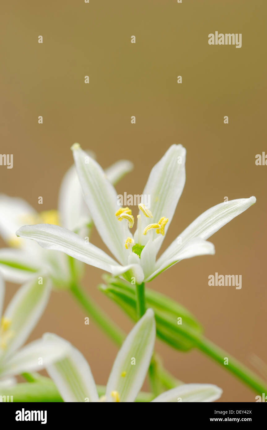 Narbonne Star-of-Bethlehem, Pyramidal Star-of-Bethlehem or Southern Star-of-Bethlehem (Ornithogalum narbonense), Provence Stock Photo