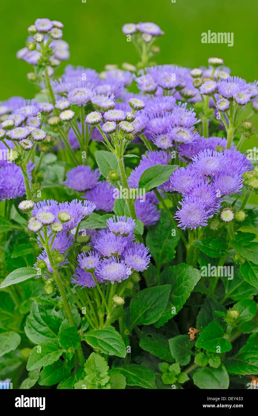 Flossflower, Bluemink, Blueweed, Pussy Foot or Mexican Paintbrush (Ageratum houstonianum, Ageratum mexicanum), garden plant Stock Photo