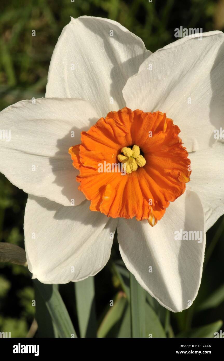 Narcissus genus of mainly hardy, mostly springflowering, bulbs in the