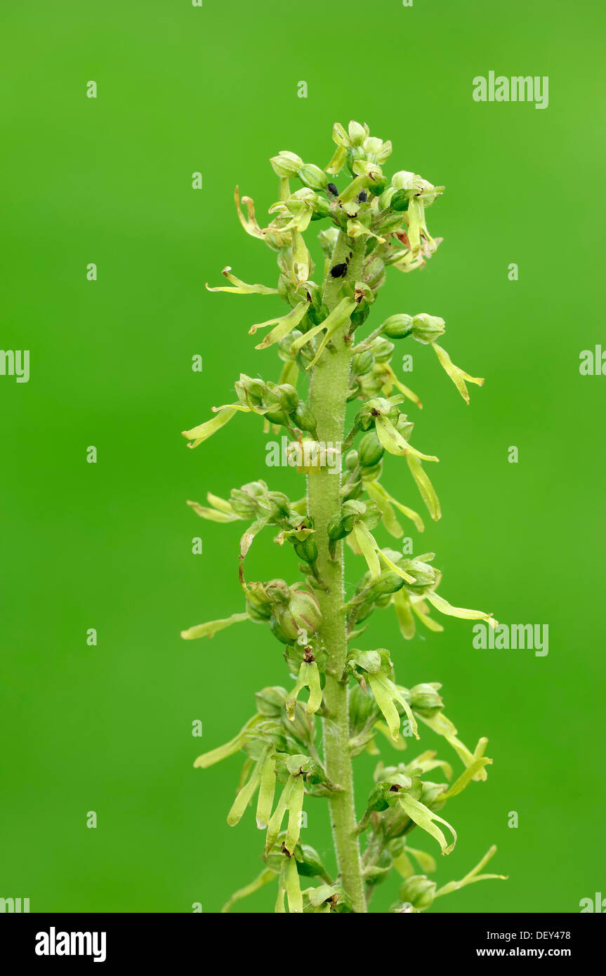 Common Twayblade (Listera ovata), North Rhine-Westphalia Stock Photo