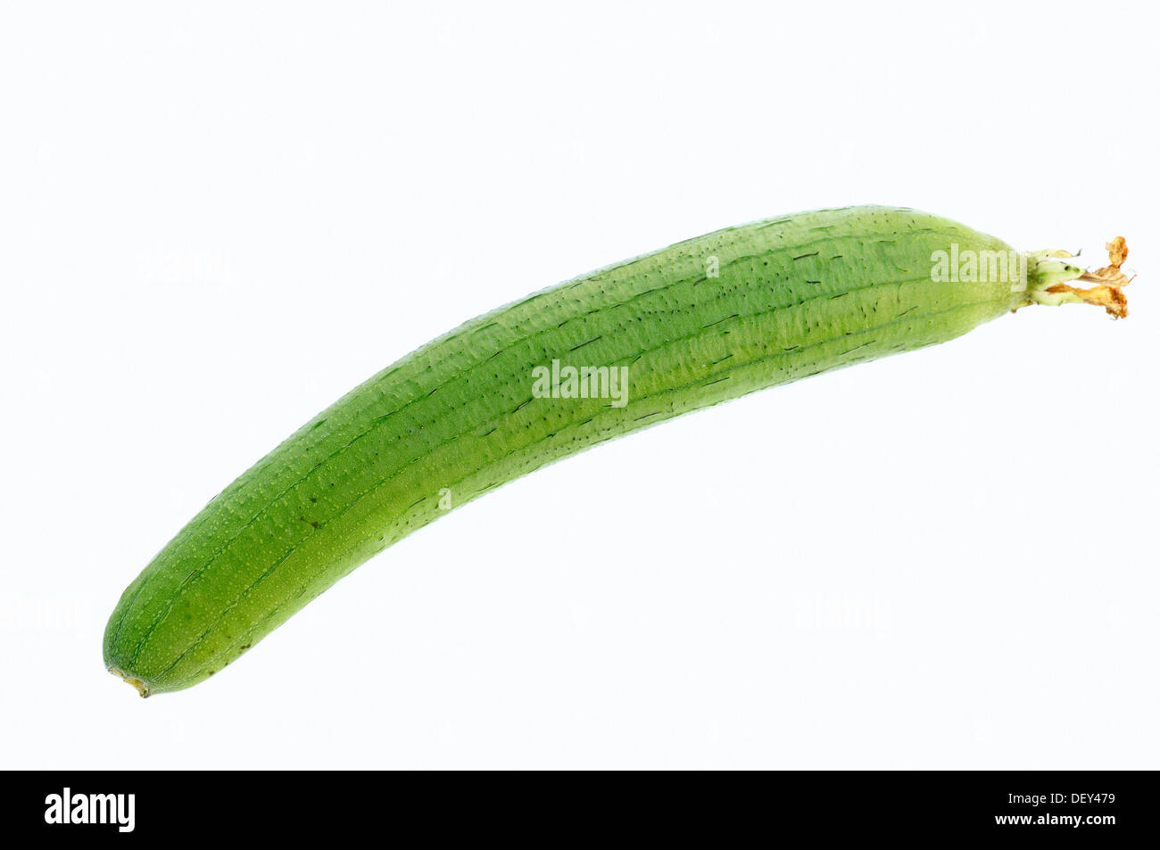 Dishrag Gourd, Vegetable-sponge or Smooth Loofah (Luffa aegyptiaca, Luffa cylindrica), fruit Stock Photo