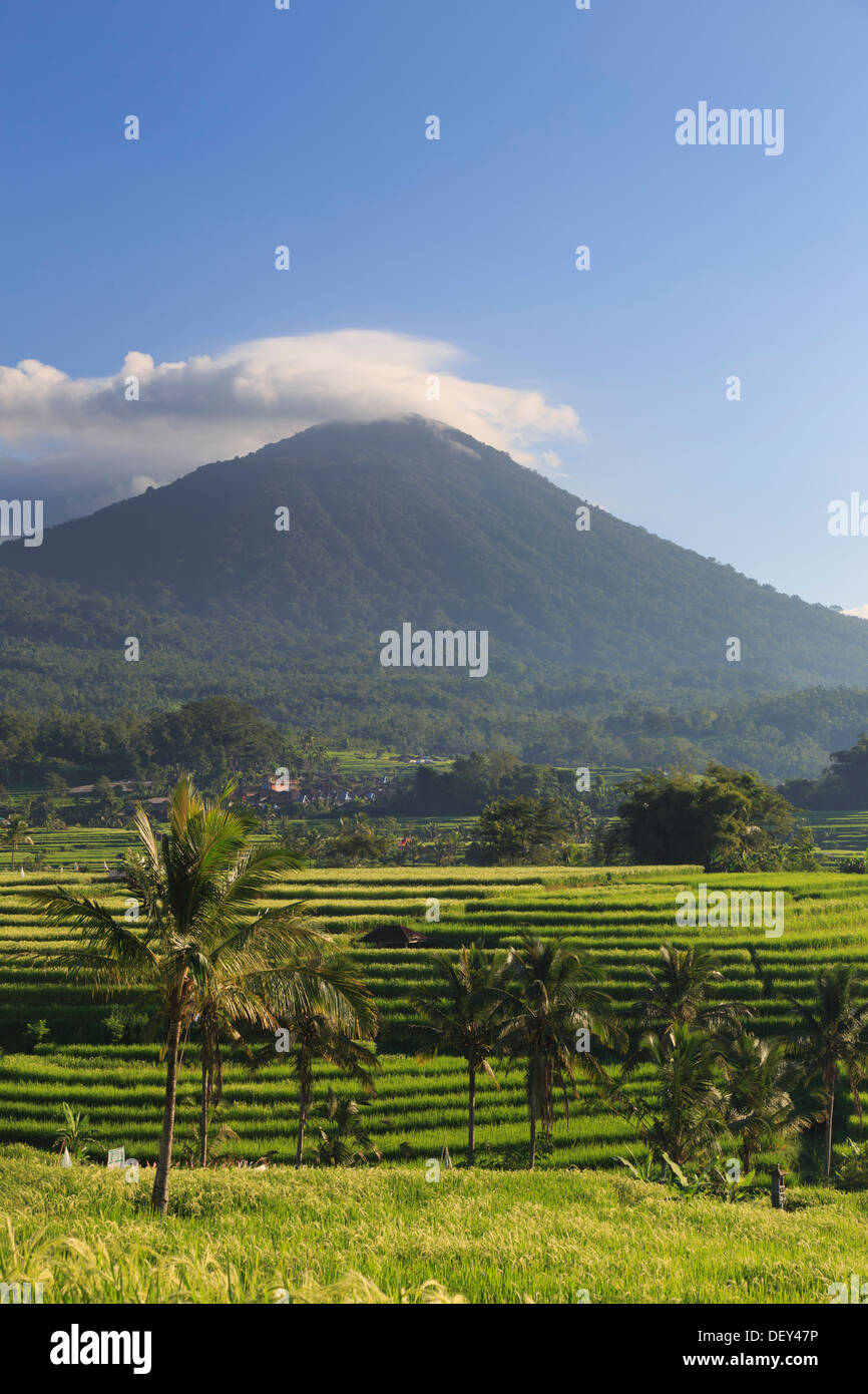 Indonesia, Bali, Central Mountains, Jatiluwih Rice Fields (UNESCO Site) with Mt. Pohen in the background Stock Photo